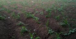 TERRAINS A VENDRE