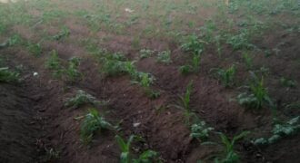 TERRAINS A VENDRE